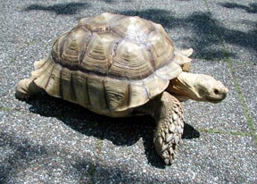 ケヅメリクガメのバム君