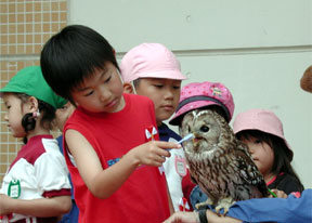 フクロウの歯みがき?