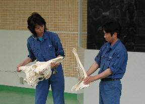 動物の歯の話2
