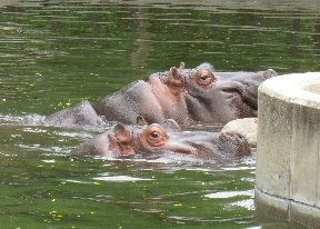 ミミとモモコ1