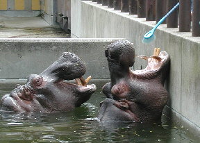 ミミとモモコ2