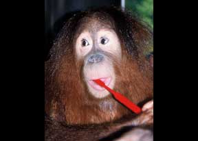 オランウータンのディディー君